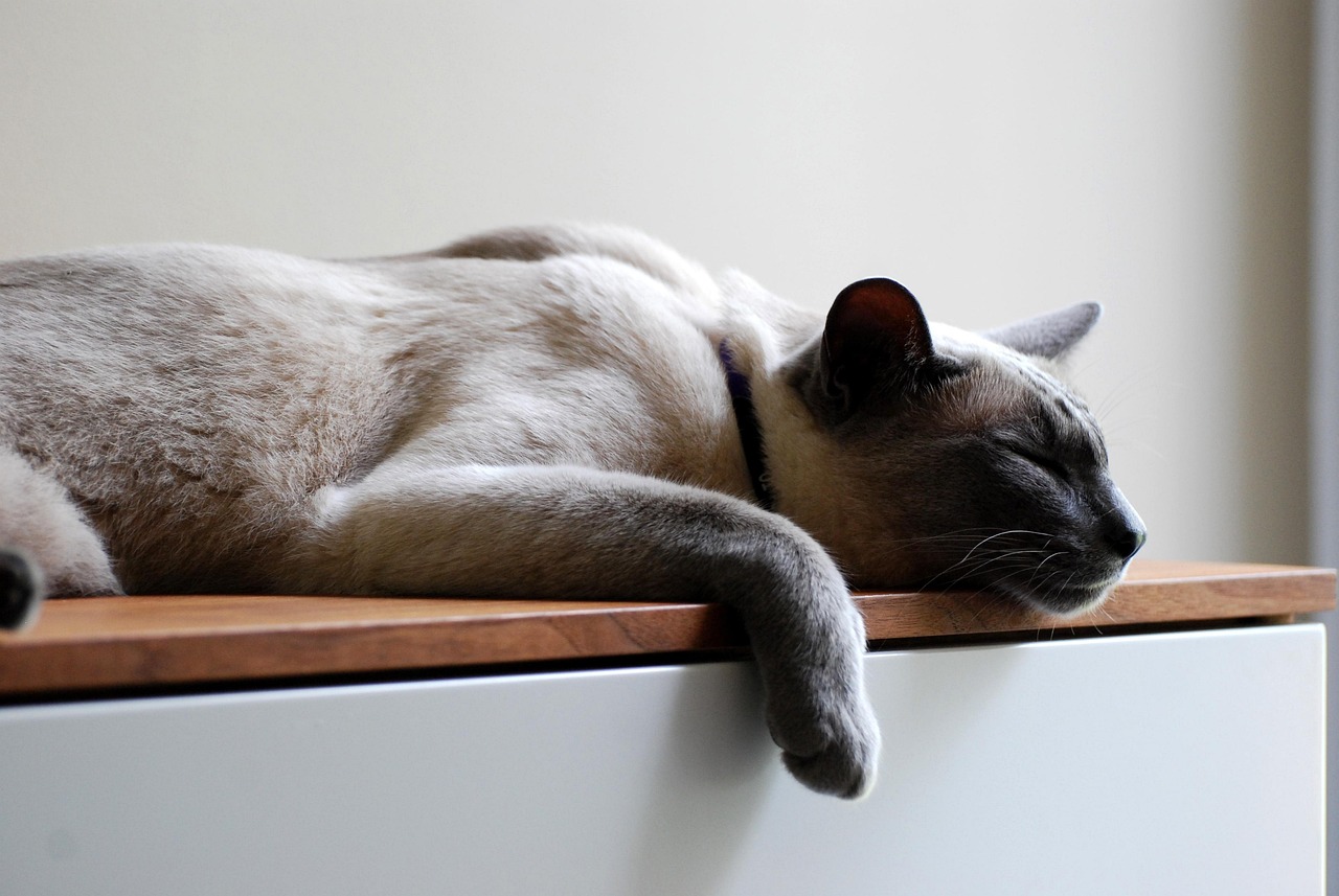 8 Crucial Recovery and Sleep Habits for Young Athletes to Perform at Their Best 1 cat, pets, siamese, animal, kitten, rest, sleep, nature, pet, recovery, portrait, cute cat, animals